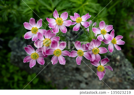 Colorful Blossoms Of Windflower - Anemone fasciculata - In A Botanic Garden Colorful Blossoms Of Windflower - Anemone fasciculata - In A Botanic Garden 135023219