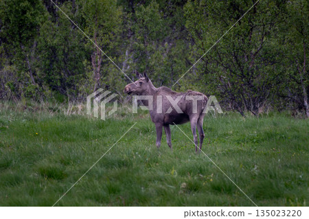 Single Moose Grazes On Natural Pasture On Andoya Island Of Lofoten In Norway Single Moose Grazes On Natural Pasture On Andoya Island Of Lofoten In Norway 135023220