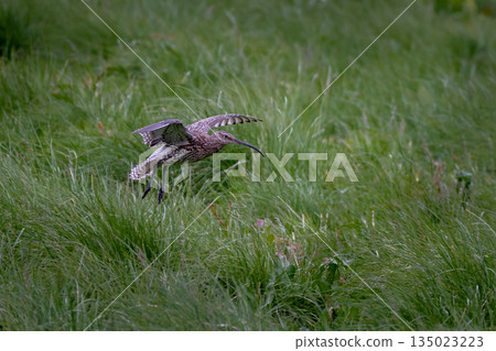 Male Eurasian Curlew - Numenius Arquata - Flying Over Meadow On Andoya Island In Norway Male Eurasian Curlew - Numenius Arquata - Flying Over Meadow On Andoya Island In Norway 135023223