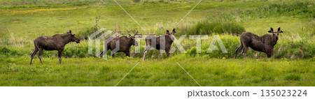 Group Of Moose Grazing On Natural Pasture On Andoya Island Of Lofoten In Norway 135023224