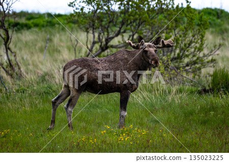 Single Moose Bull On Natural Pasture On Andoya Island Of Lofoten In Norway 135023225