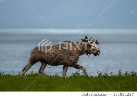 Single Moose Bull At Fjord Coast On Andoya Island Of Lofoten In Norway Single Moose Bull At Fjord Coast On Andoya Island Of Lofoten In Norway 135023227