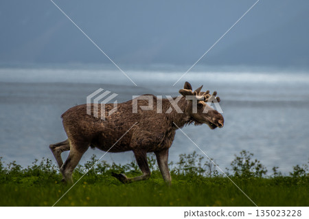 Single Moose Bull At Fjord Coast On Andoya Island Of Lofoten In Norway Single Moose Bull At Fjord Coast On Andoya Island Of Lofoten In Norway 135023228