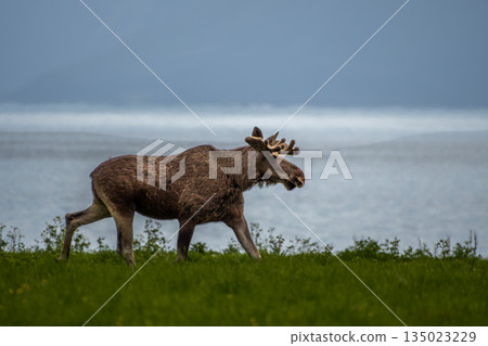 Single Moose Bull At Fjord Coast On Andoya Island Of Lofoten In Norway Single Moose Bull At Fjord Coast On Andoya Island Of Lofoten In Norway 135023229