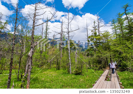 清爽的上高地「穿越清新綠意的健行路線」（長野縣松本市） 135023249