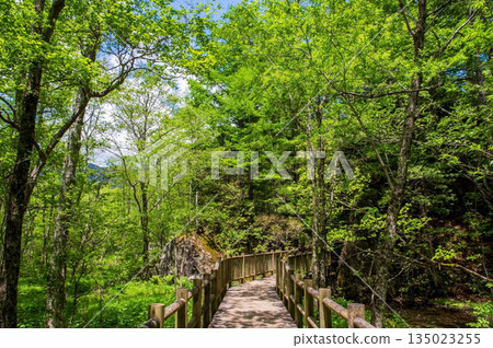 Refreshing Kamikochi "Hiking course and pier around Taisho Pond" (Matsumoto City, Nagano Prefecture) 135023255