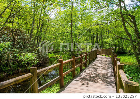 清爽的上高地「大正池週邊健行路線和碼頭」（長野縣松本市） 135023257