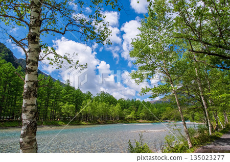 Refreshing Kamikochi: "Beautiful scenery of fresh greenery along the Azusa River with white birch trees" (Matsumoto City, Nagano Prefecture) 135023277