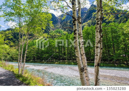 Refreshing Kamikochi: "A promenade along the Azusa River with beautiful white birch trees" (Matsumoto City, Nagano Prefecture) 135023280