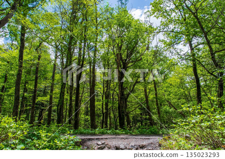Refreshing Kamikochi "Fresh greenery along the hiking trail" (Matsumoto City, Nagano Prefecture) 135023293