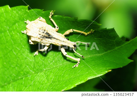 Ladybird lobster weevil 135023457