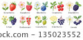 Watercolor berries and their flowers, colorful icon set, sign collection. Strawberries, raspberries, blueberries, cranberries, blackberries, grapes, etc. Forest and garden cliparts, traced vector 135023552
