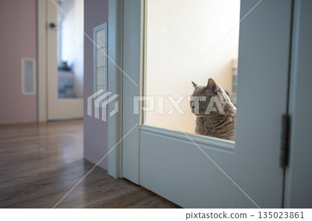 Lonely cat waits for owners in cat hotel room. Animal boarding, pet care, hospitality and shelter Lonely cat waits for owners in cat hotel room. Animal boarding, pet care, hospitality and shelter 135023861