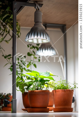 Growing Epipremnum plant under phyto lamp at home in winter season. Additional illumination. 135023915