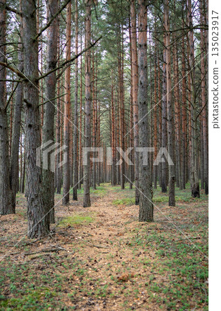 Walking narrow path through autumn forest with rows of pines standing tall among winding trail 135023917