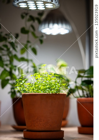 Growing thyme plant under phyto lamp at home in winter season. Additional illumination. Growing thyme plant under phyto lamp at home in winter season. Additional illumination. 135023919
