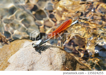 Kawata dragonfly (male, orange bowl type) Kawata dragonfly (male, orange bowl type) 135024255
