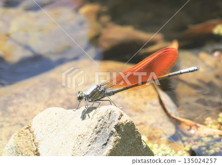 川田蜻蜓(雄性,橙色碗型) 川田蜻蜓(雄性,橙色碗型) 135024257