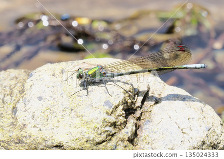 Damselfly (male, colorless wing type) Damselfly (male, colorless wing type) 135024333