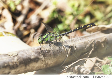 Aosanue (male) Aosanue (male) 135024390