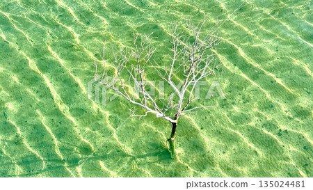 Peaceful Aerial Perspective Showing Tranquil Ripples And Submerged Veins, Lone Solitary Tree In Vibrant Water Reflects Sunlight And Creates Peaceful Ambiance For Stories Of Nature And Renewal Peaceful Aerial Perspective Showing Tranquil Ripples And Submerged Veins, Lone Solitary Tree In Vibrant Water Reflects Sunlight And Creates Peaceful Ambiance For Stories Of Nature And Renewal 135024481