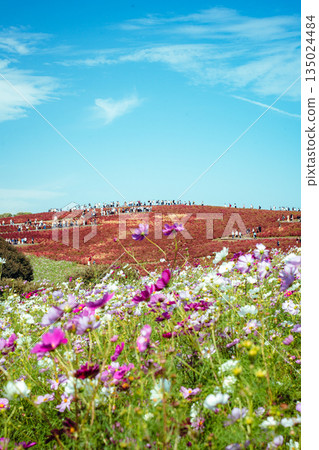 Autumn scenery of kochia and cosmos at Hitachi Seaside Park Autumn scenery of kochia and cosmos at Hitachi Seaside Park 135024484