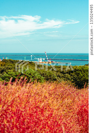 位於日立海濱公園和日立中火力發電廠的 Kochia 位於日立海濱公園和日立中火力發電廠的 Kochia 135024495