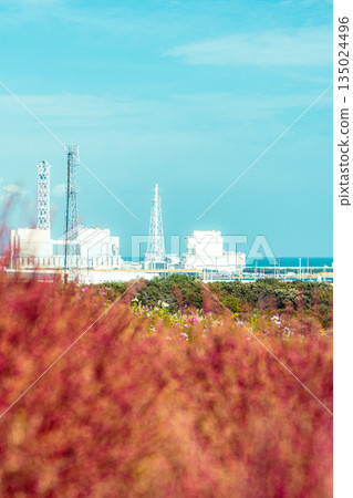 位於日立海濱公園和日立中火力發電廠的 Kochia 135024496