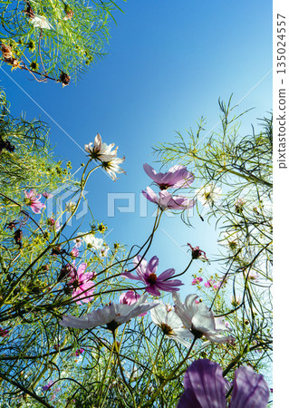 Cosmos flower field blooming under the blue sky Cosmos flower field blooming under the blue sky 135024557