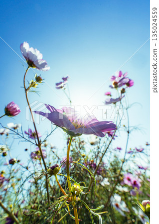 Cosmos flower field blooming under the blue sky Cosmos flower field blooming under the blue sky 135024559