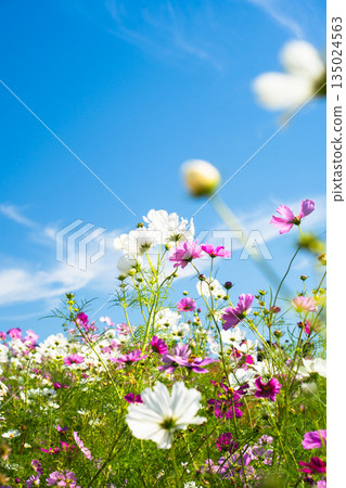 Cosmos flower field blooming under the blue sky Cosmos flower field blooming under the blue sky 135024563