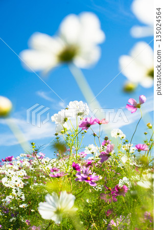 藍天下盛開的波斯菊花田 135024564