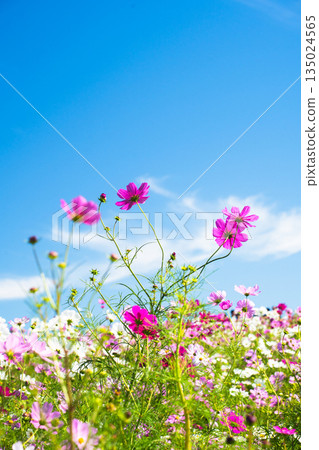 Cosmos flower field blooming under the blue sky 135024565