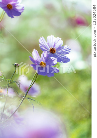 Cosmos wrapped in soft light Cosmos wrapped in soft light 135024594