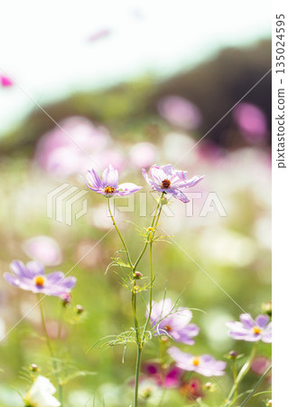 Cosmos wrapped in soft light Cosmos wrapped in soft light 135024595