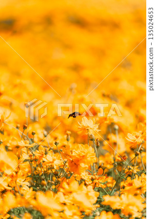 A large hawk moth dancing among yellow cosmos A large hawk moth dancing among yellow cosmos 135024653