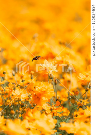 A large hawk moth dancing among yellow cosmos A large hawk moth dancing among yellow cosmos 135024654