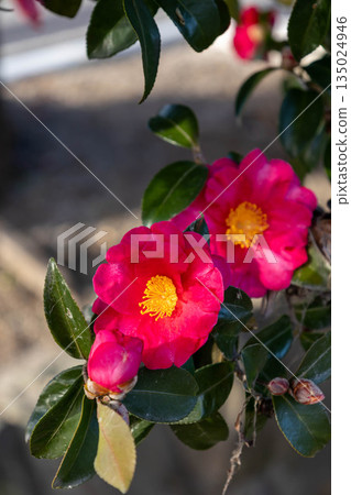 紅山茶花 135024946