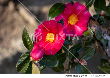 紅山茶花 紅山茶花 135024948