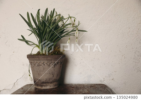 Blooming Snowdrops Galanthus nivalis with green leaves, moss in old clay flower pot. Blurred old shaby white wall background. Moddy Springtime, Ester still life banner. Empty copy space. Blooming Snowdrops Galanthus nivalis with green leaves, moss in old clay flower pot. Blurred old shaby white wall background. Moddy Springtime, Ester still life banner. Empty copy space. 135024980