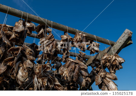 Dried Atlantic Cod Heads Stockfish On Wooden Rack On Lofoten Islands In Norway 135025178