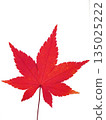 Maple leaves on white background 135025222