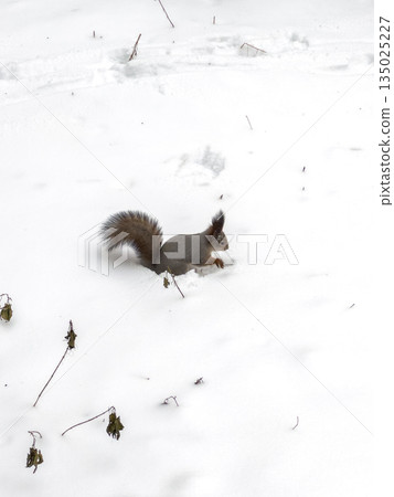 Tiny squirrel explores snowy landscape as furry creature scampers past icy tree trunks 135025227