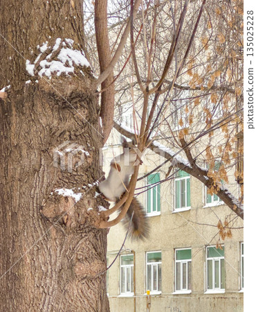 Quiet winter afternoon captures playful cat perched gracefully in trees Quiet winter afternoon captures playful cat perched gracefully in trees 135025228