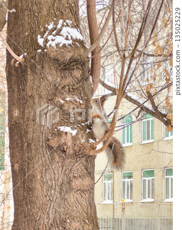 Quiet winter afternoon captures playful cat perched gracefully in trees Quiet winter afternoon captures playful cat perched gracefully in trees 135025229