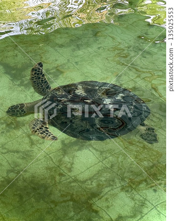 Close up of a sea turtle in a shallow rehabilitation tank, with algae and tiled bottom visible around it. Concept of wildlife rescue, marine conservation and sea turtle rehabilitation. Close up of a sea turtle in a shallow rehabilitation tank, with algae and tiled bottom visible around it. Concept of wildlife rescue, marine conservation and sea turtle rehabilitation. 135025553