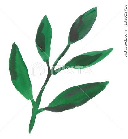 Watercolor leaf illustration 135025716