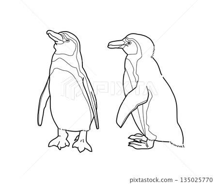 Humboldt penguin monochrome illustration 135025770