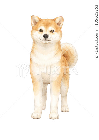 柴犬站立，面向前方，水彩插圖 135025853