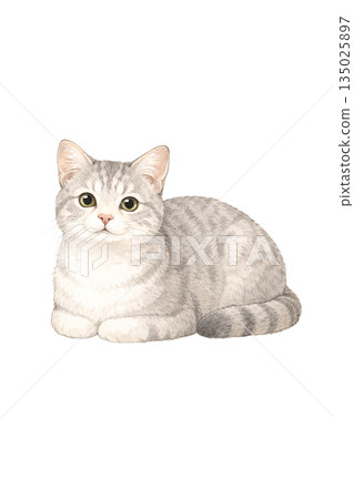 長毛貓面向前方坐著 135025897